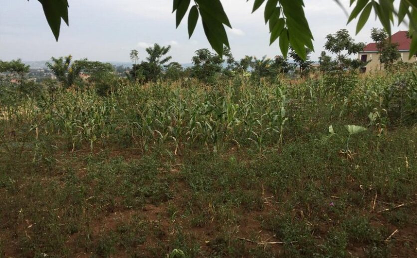 A land for sale in Rusororo (1)