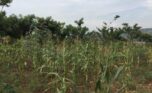 A land for sale in Rusororo (5)