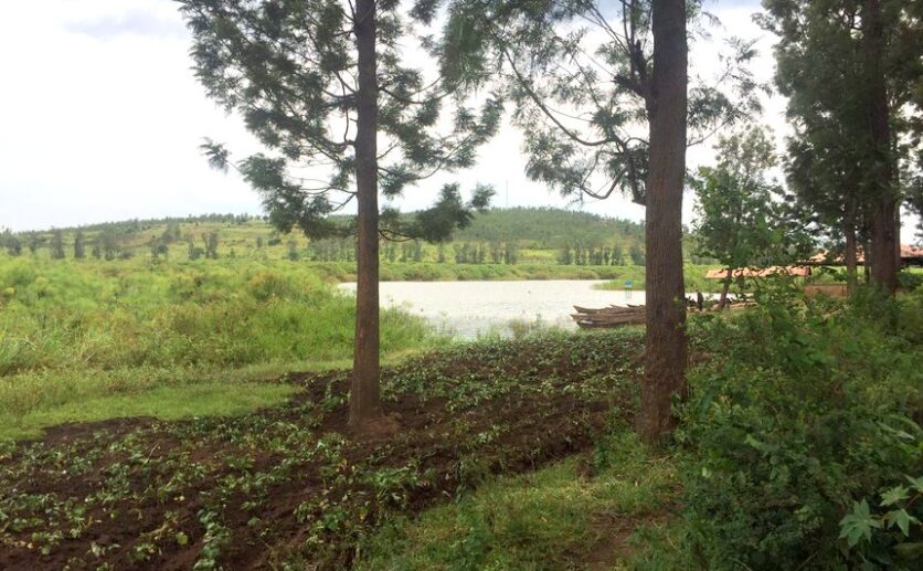 4 hectares land in Bugesera (1)