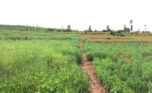 4 hectares land in Bugesera (11)