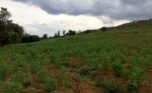4 hectares land in Bugesera (5)
