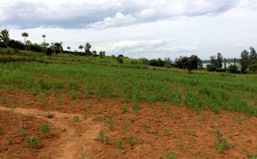 Buy land in Bugesera (4)