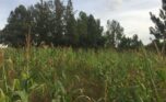 Flat land for sale in Kinyinya (3)