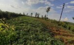 Plot for sale in Bugesera (2)