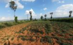 Plot for sale in Bugesera (4)
