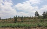 Huge land for sale in Bugesera (2)