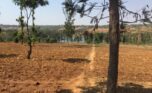 Land for sale in Bugesera (5)