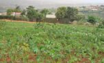 Land for sale in Bumbogo (1)