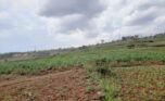 Land for sale in Bumbogo (9)