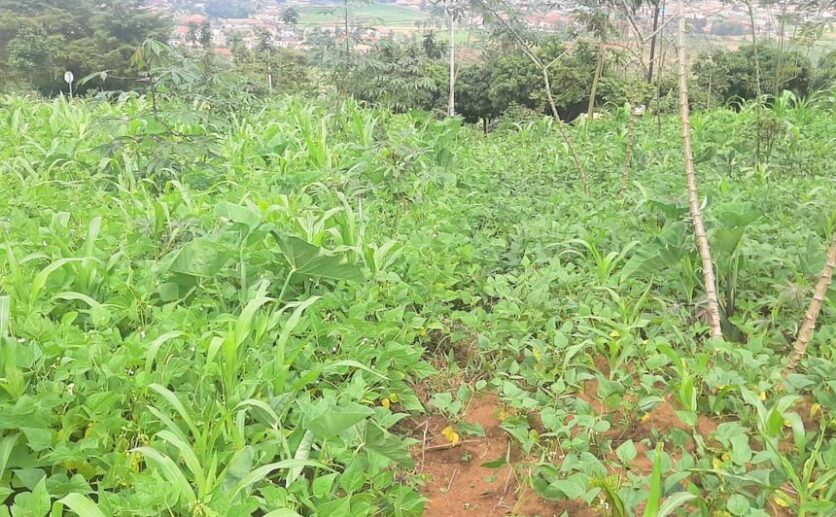 Big land for sale in Kanombe (7)