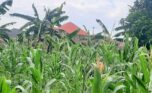 Land for sale in Kabeza (7)