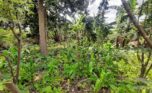 Land for sale in Kicukiro (3)