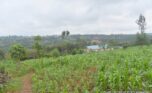 Land for sale in Rwamagana (29)