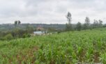 Land for sale in Rwamagana (35)