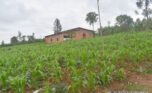 Land for sale in Rwamagana (36)