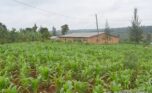 Land for sale in Rwamagana (42)