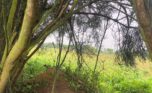 Land for sale in Bugesera (9)