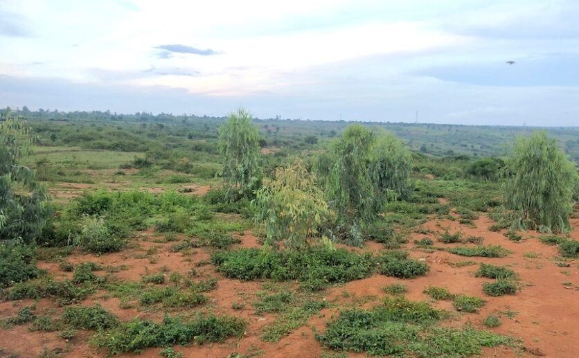 Land in Bugesera (21)