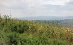 Land for sale in Bumbogo (7)