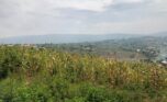 Land for sale in Bumbogo (8)