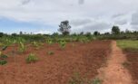 Land for sale in Bugesera (13)