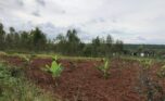 Land for sale in Bugesera (4)
