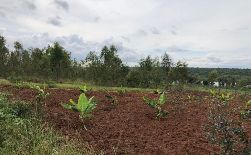 Land for sale in Bugesera (4)
