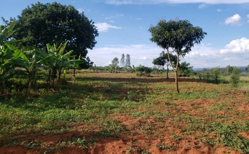 Land for sale in Nyamata (12)