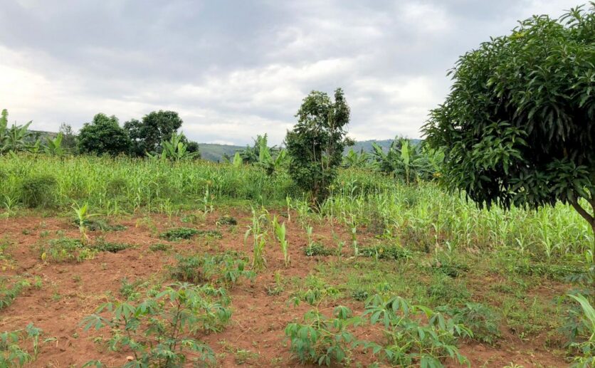 3 hectares plot in Rusororo (3)
