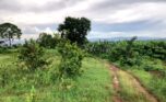 Land for sale in Rusororo (3)