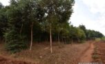 forest for sale in rwamagana plut properties (12)