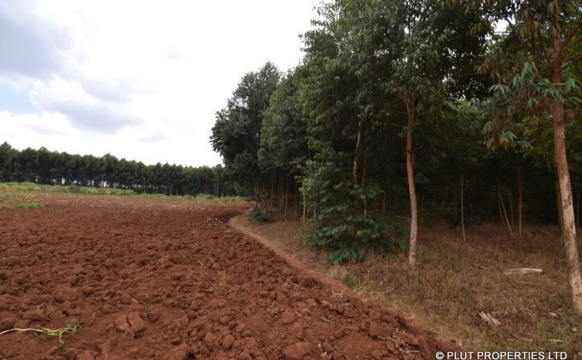 forest for sale in rwamagana plut properties (13)