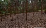 forest for sale in rwamagana plut properties (17)