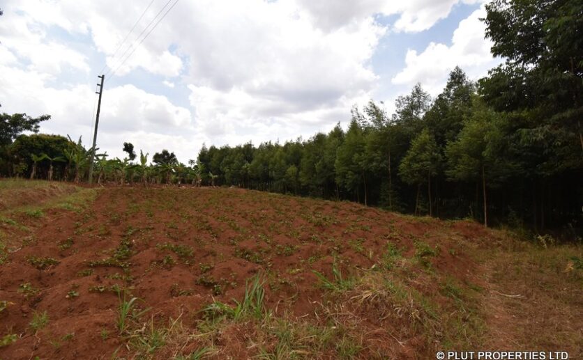 forest for sale in rwamagana plut properties (2)