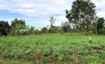 land for sale in rusororo plut properties (5)