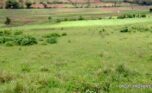 plot for sale in busanza fpr 12M (5)