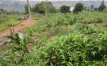 PLOT FOR SALE IN BUSANZA KANOMBE (1)