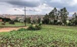 buy land in Kinyinya (1)