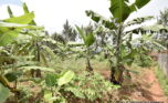 land for sale in muyumbu Rwamagana (2)