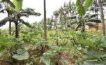 land for sale in muyumbu Rwamagana (4)
