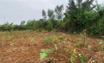 land for sale in rusororo (1)