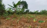 land for sale in rusororo (4)