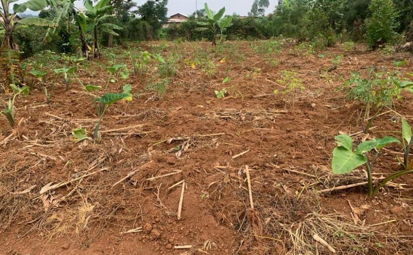 land for sale in rusororo (5)