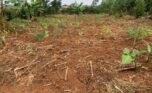 land for sale in rusororo (6)