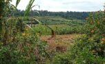 buy land in Rwamagana (4)