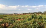 affordable plots for sale in Nyamata Bugesera (1)