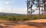 affordable plots for sale in Nyamata Bugesera (16)
