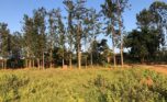 affordable plots for sale in Nyamata Bugesera (2)