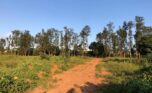 affordable plots for sale in Nyamata Bugesera (3)