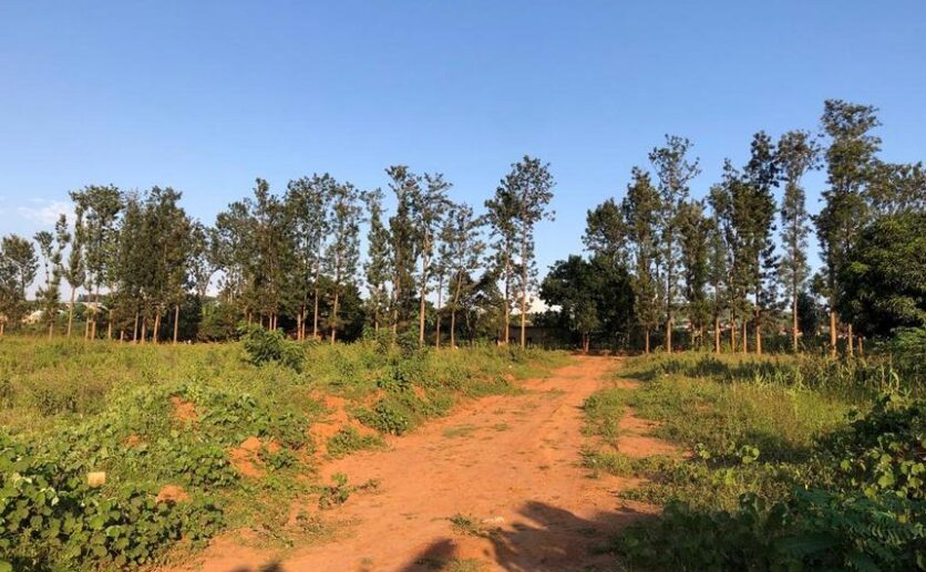 affordable plots for sale in Nyamata Bugesera (3)